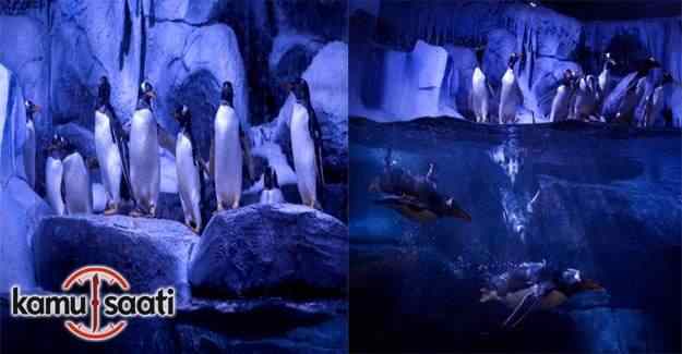 İstanbul kapılarını ''kutup penguenleri'' için açtı