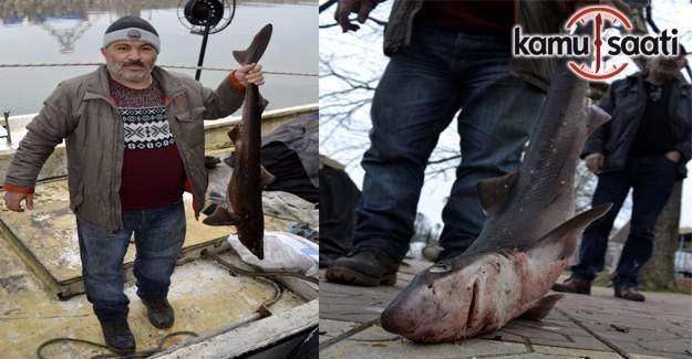 Karadeniz'de köpek balığı yakalandı