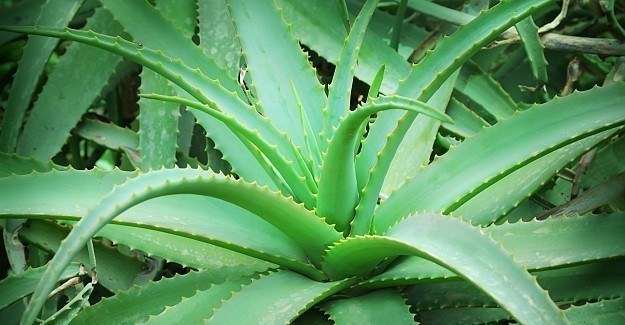 Ölümsüzlüğün bitkisi Aloe Vera'nın 11 mucizevi etkisi