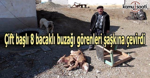 Erzincan'da çift başlı 8 bacaklı buzağı doğdu