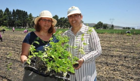 Mucize bitki Moringa, Türkiye'de ilk kez yetişecek