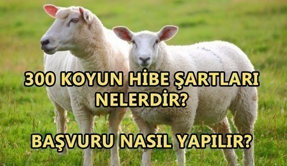 300 Koyun hibe şartları nelerdir? Başvuru nasıl yapılır?