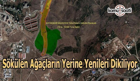 Sökülen ağaçların yerine yenileri dikiliyor