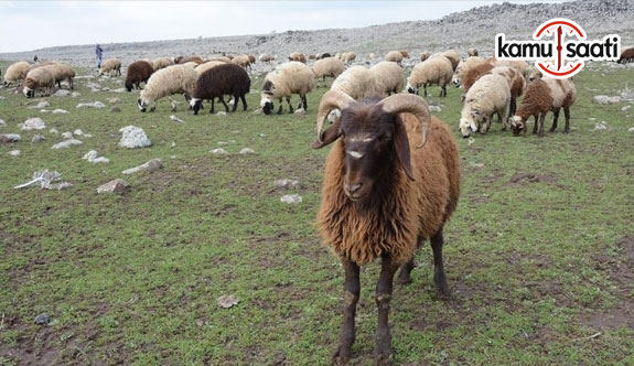 '300 koyun projesi' göçleri durduracak mı?