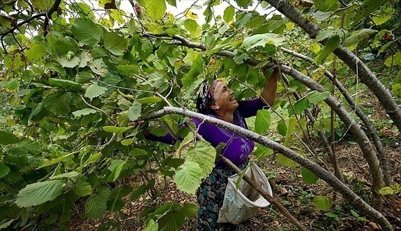 400 bin fındık üreticisine destekleme müjdesi!