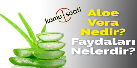 Aleo Vera Nedir? | Sağlık İksiri Aleo Vera Suyu Evde Nasıl Yapılır?