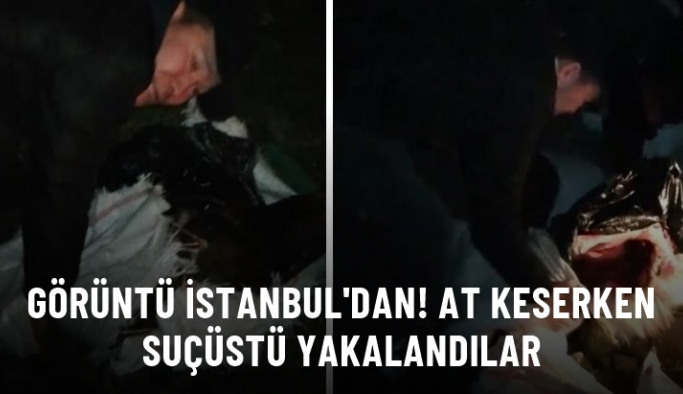 İstanbul'da mide bulandıran olay! At keserken suçüstü yakalandılar