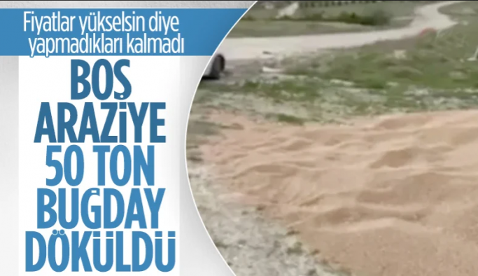 Ankara'da boş araziye 50 ton buğday döküldü