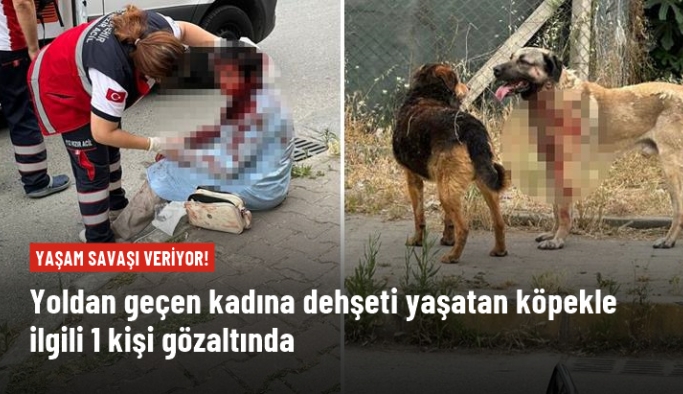 İstanbul'da köpeğin yoldan geçen kadına saldırdığı dehşetle ilgili 1 kişi gözaltında