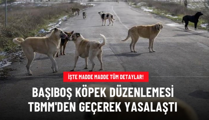 Başıboş sokak köpekleri düzenlemesi Meclis'ten geçerek yasalaştı