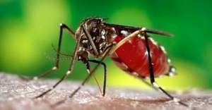 Güney Amerika'ya 'Zika virüsü' uyarısı