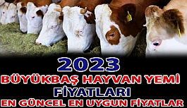 Büyükbaş Hayvan Yemi Fiyatları 2023 (GÜNCEL)